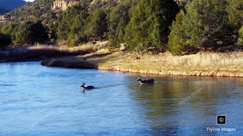 Chama River, Deer Crossing Stream, New Mexico