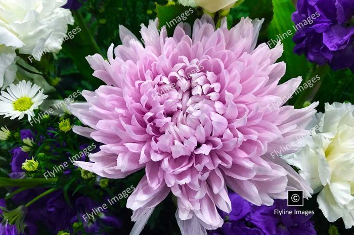 China Aster, Fresh Flowers, Cut Flowers