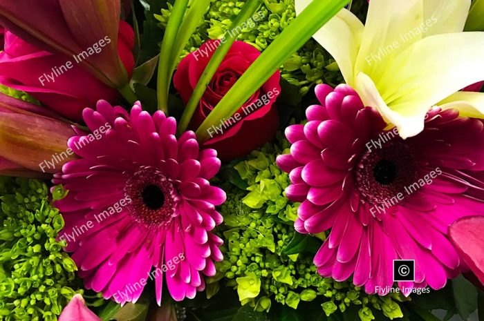 Cut Flowers, Gerbera Daisies, Roses, Lilies