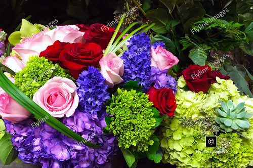 Cut Flowers, Roses, Hydrangea