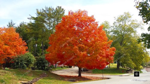 Fall Tree Colors, Dahlonega Georgia