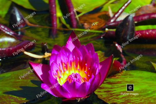 Egyptian Lotus, Water Lily