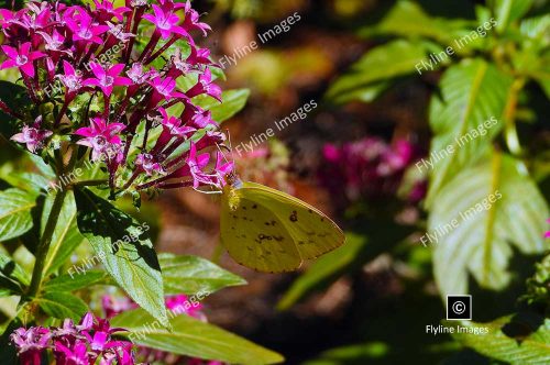 Egyptian Starcluster Flowers, Butterfly