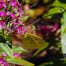 Egyptian Starcluster Flowers, Butterfly