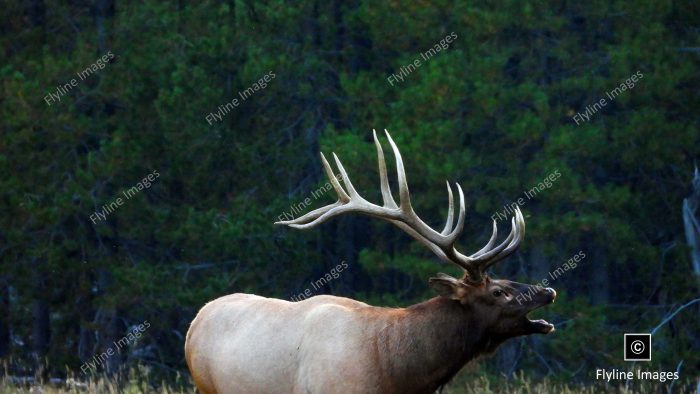 Bull Elk, Yellowstone National Park