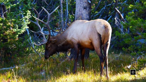 Bull Elk, Yellowstone