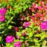 Flower Bed, Gibbs Gardens, North Georgia