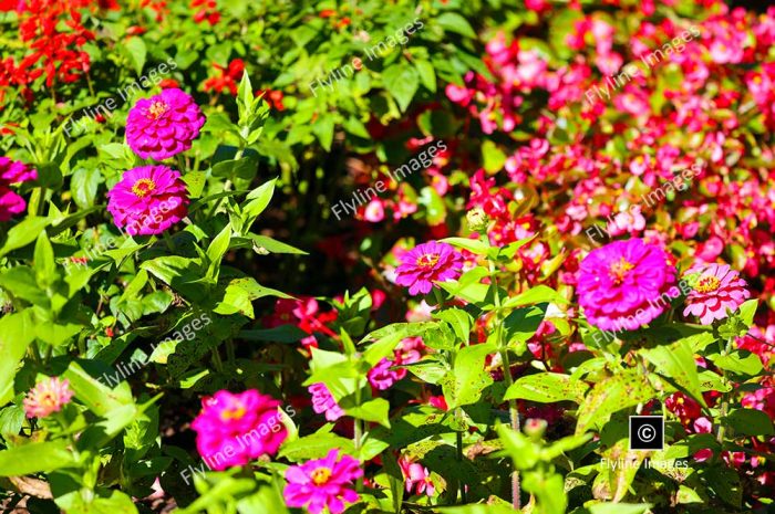 Flower Bed, Gibbs Gardens, North Georgia