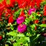 Flower Bed, Zinnias, Salvia