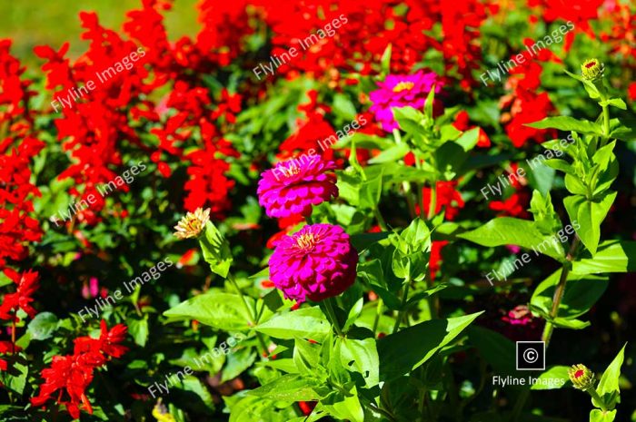 Flower Bed, Zinnias, Salvia