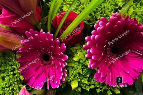 Pink Gerbera Daisies, Cut Flowers