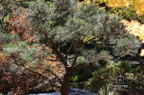 Japanese Black Pine Tree, Japanese Garden