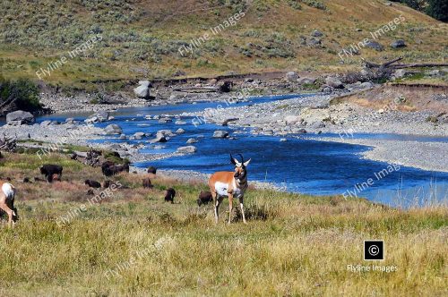 Lamar River, Antelope, Buffalo, Lamar Valley