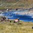 Lamar River, Antelope, Buffalo, Lamar Valley