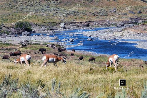 Lamar River, Antelope, Buffalo, Yellowstone National Park