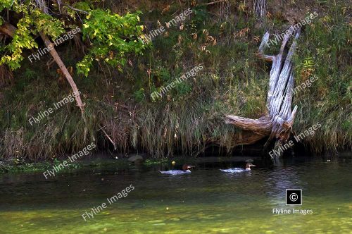 Merganzer Ducks, Green River, Utah