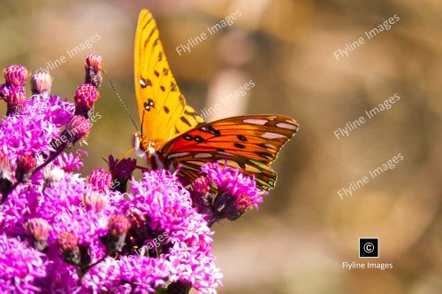 Giant Ironweed Wildflowers, Monarch Butterfly