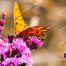 Giant Ironweed Wildflowers, Monarch Butterfly