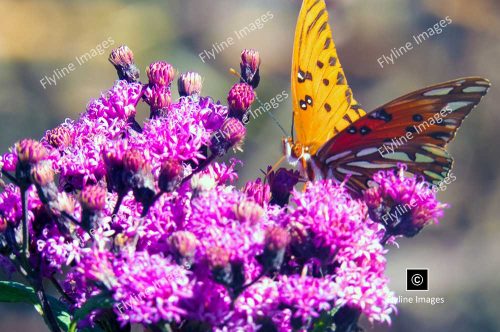 Monarch Butterfly, Giant Ironweed Wildflowers