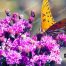 Monarch Butterfly, Giant Ironweed Wildflowers