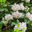 Mountain Laurel, North Georgia Mountains