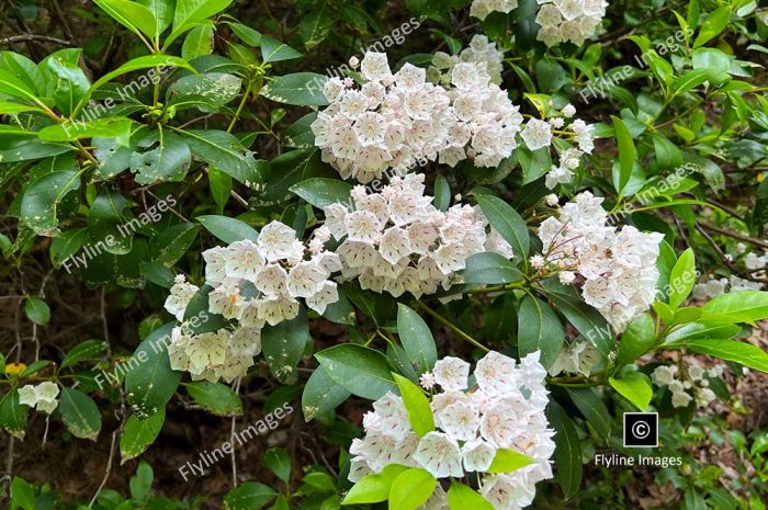 Mountain Laurel, North Georgia Mountains