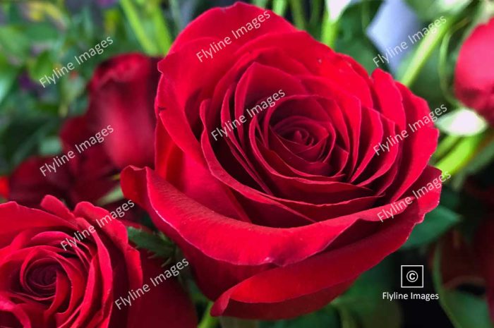 Red Roses, Cut Flowers, Flower Shop Bouquets