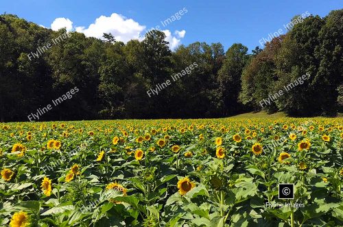 Sunflowers, North Georgia, Sunflower Field