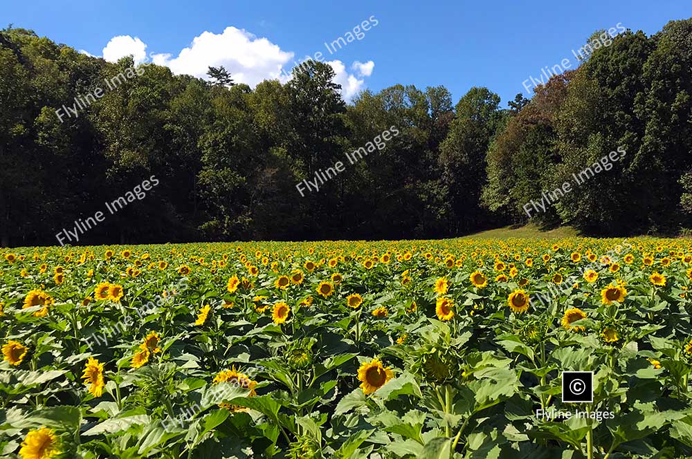 Sunflowers, North Georgia, Sunflower Field