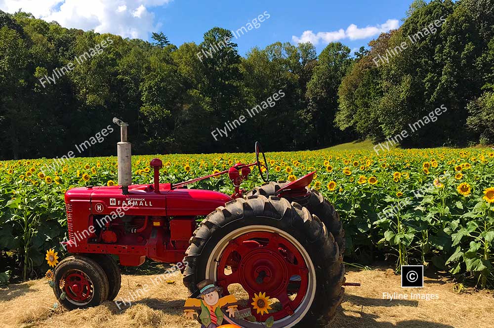 Sunflowers, North Georgia, Sunflower Field