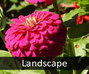 Zinnias