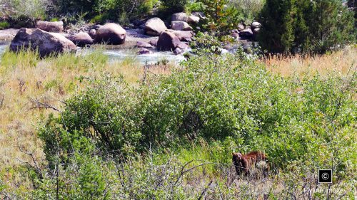 Black Bear, Yellowstone River, Yellowstone National Park