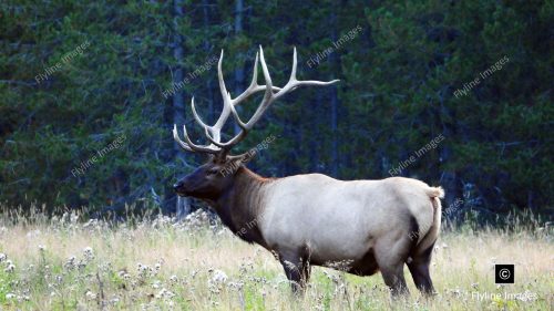 Bull Elk, Yellowstone National Park