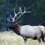 Bull Elk, Yellowstone National Park