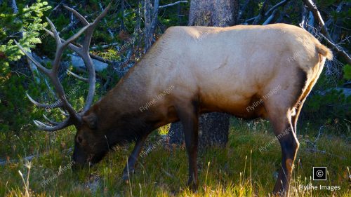 Bull Elk, Yellowstone National Park