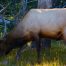 Bull Elk, Yellowstone National Park