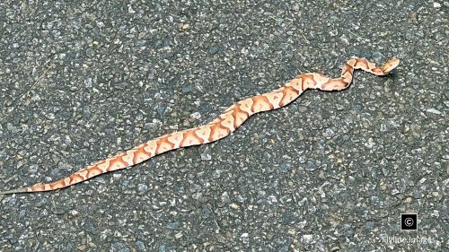 Copperhead Snake, Georgia