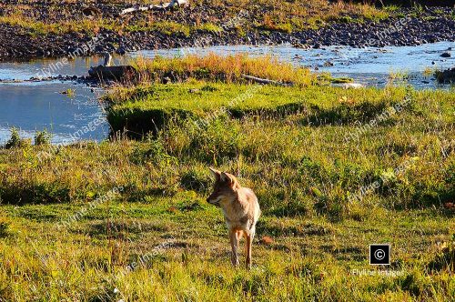 Coyote, Lamar Valley, Yellowstone National Park