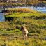 Coyote, Lamar Valley, Yellowstone National Park