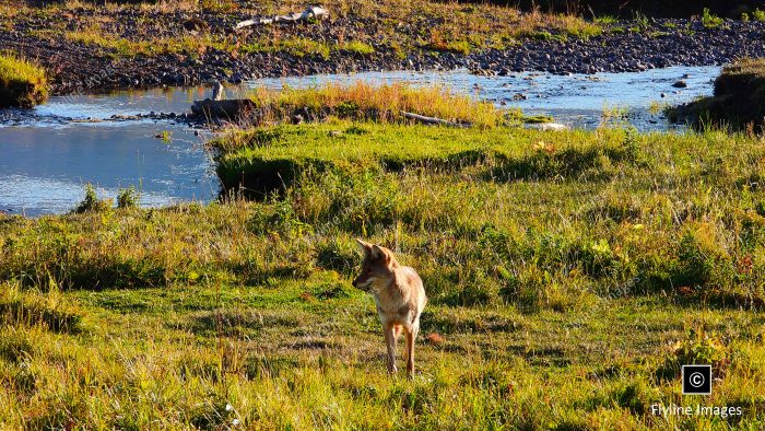 Coyote, Lamar River, Yellowstone National Park