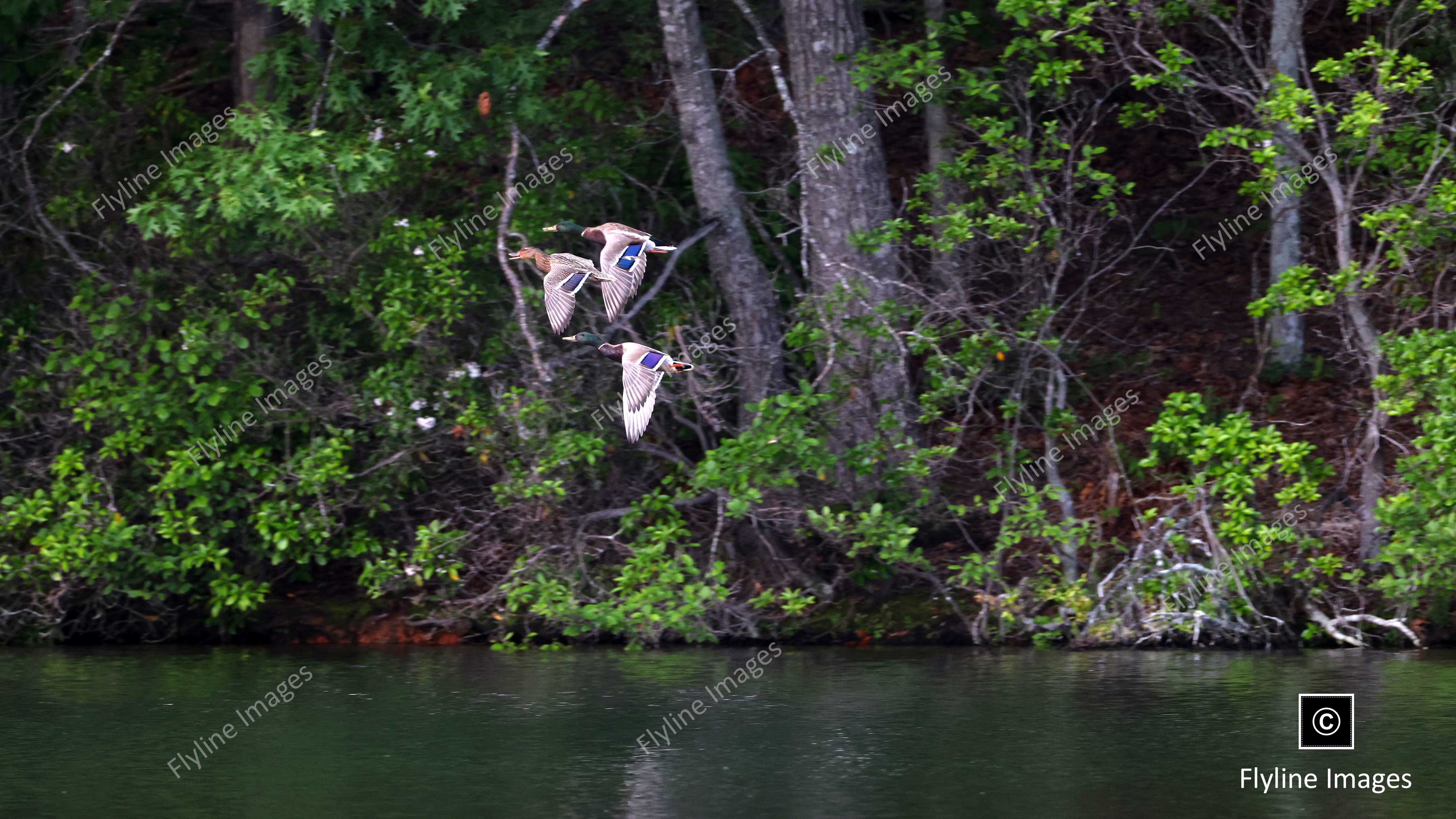 Mallard Ducks, Big Canoe Georgia, Lake Petit
