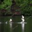 Ducks Taking Flight