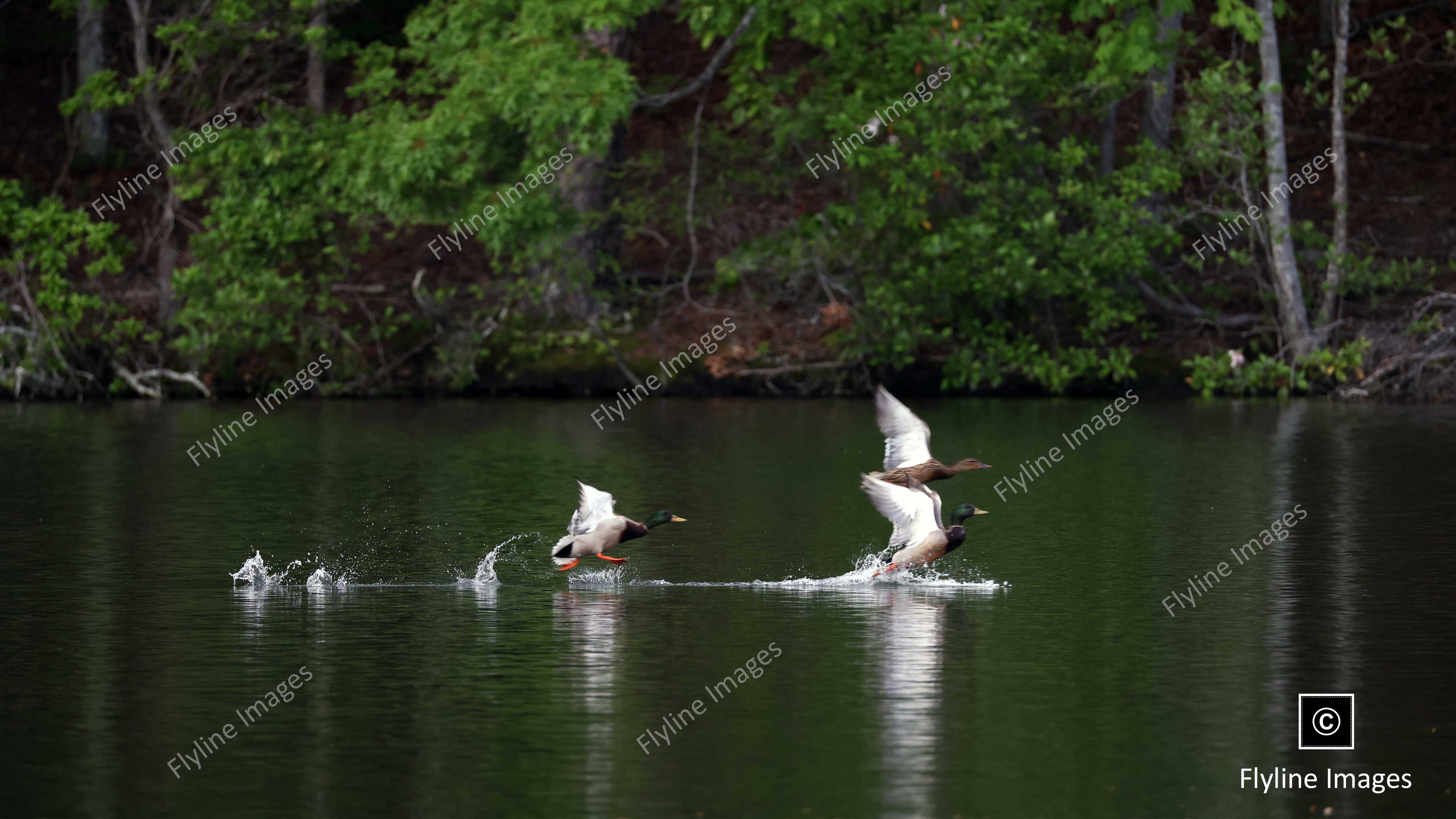 Ducks Taking Flight