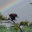 Eagle, Bald Eagle, Big Canoe, Lake Petit, Epic Eagle Photograph