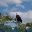 Eagle, Bald Eagle, Big Canoe Georgia, Lake Petit