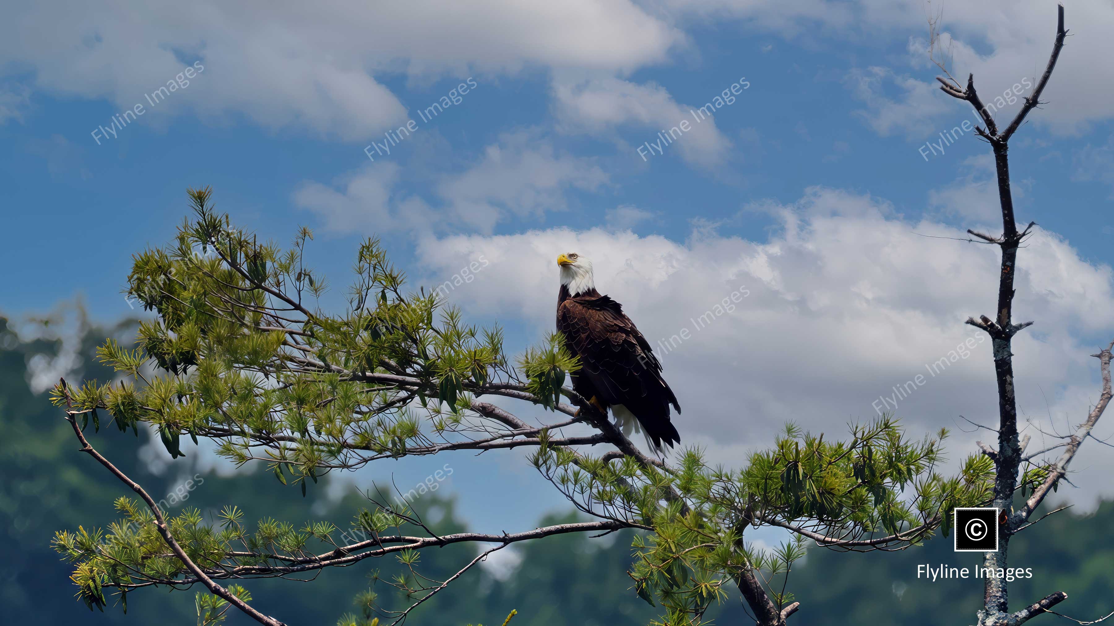 Eagle, Bald Eagle, Big Canoe Georgia, Lake Petit