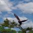 Bald Eagle, Big Canoe Georgia, Eagle, Epic Eagle Photo