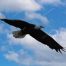 Bald Eagle, American Bald Eagle, Big Canoe, Bald Eagle In Flight