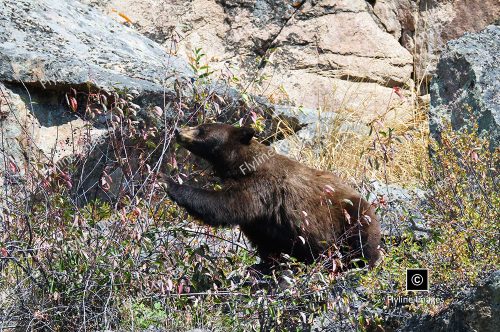 Black Bears, Yellowstone National Park, Black Bear Berry Season