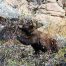 Black Bears, Yellowstone National Park, Black Bear Berry Season